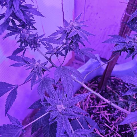 Amnesia Haze #2 (I2) growlog timeline photo