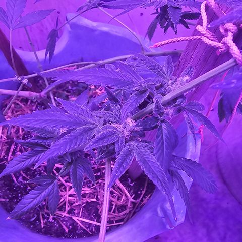Amnesia Haze #2 (I2) growlog timeline photo