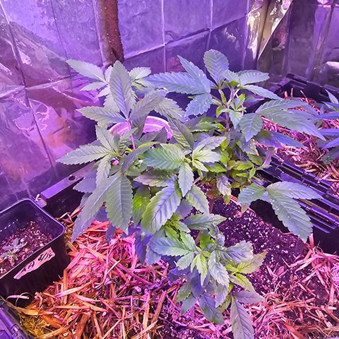 Dessert Runtz growlog timeline photo
