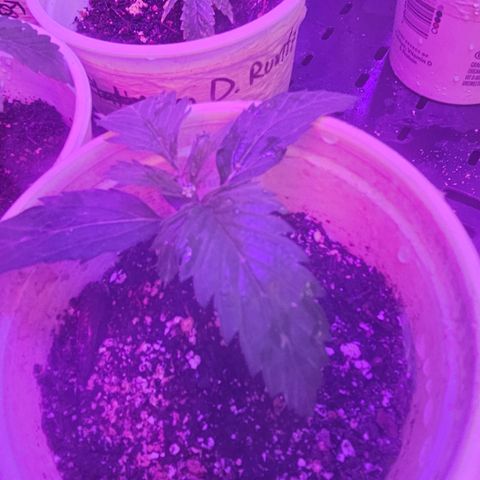 Pineapple Muffin #3 growlog timeline photo