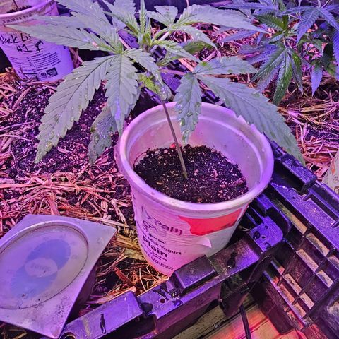 Blue Dream #1 growlog timeline photo