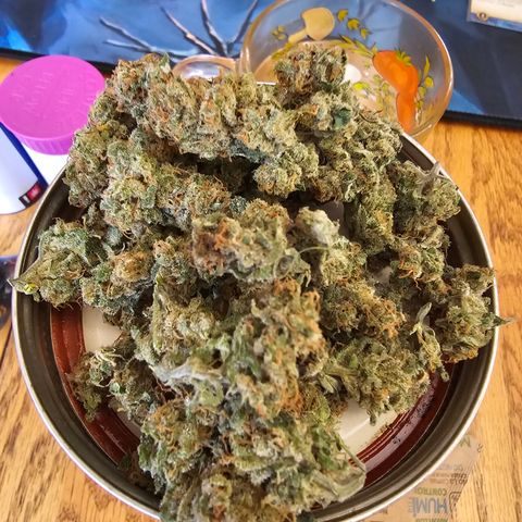 Collie Man Kush #2 (I2) growlog timeline photo