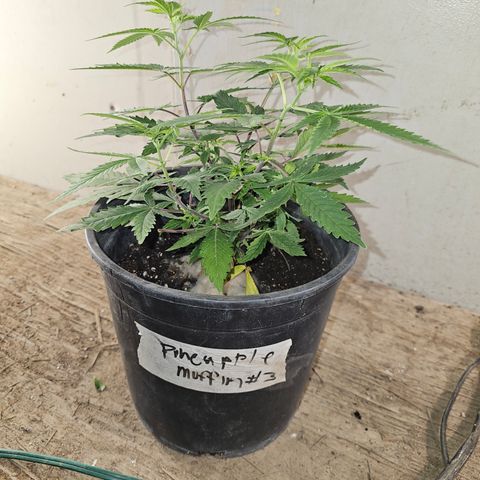 Pineapple Muffin #3 growlog timeline photo