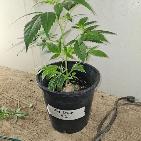Blue Dream #1 growlog timeline photo