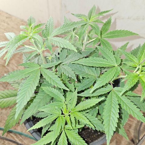 Pineapple Muffin #3 growlog timeline photo