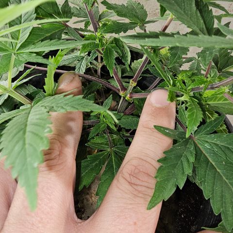 Pineapple Muffin #3 growlog timeline photo