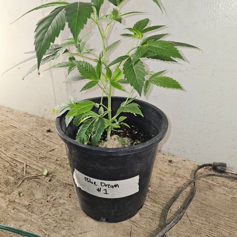 Blue Dream #1 growlog timeline photo