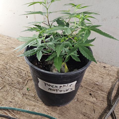 Pineapple Muffin #3 growlog timeline photo