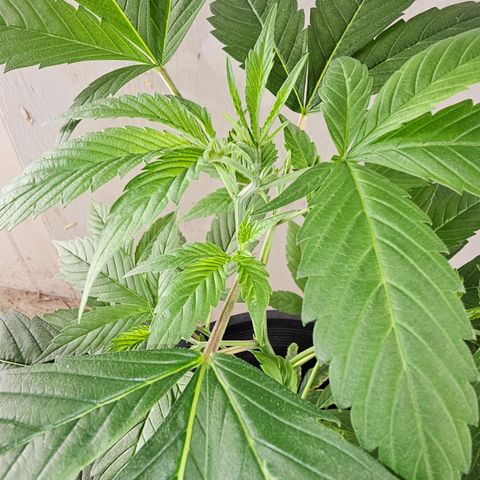 Blue Dream #1 growlog timeline photo