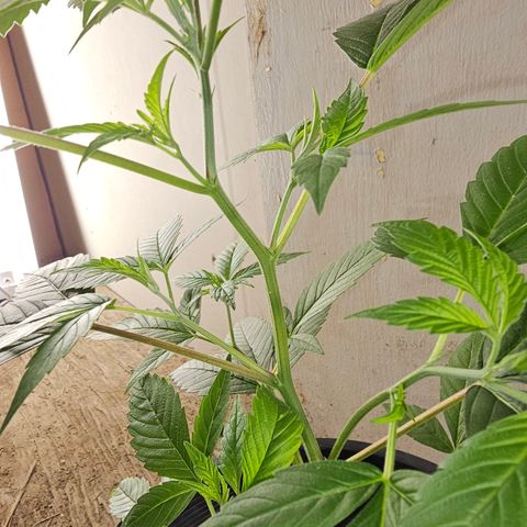 Blue Dream #1 growlog timeline photo
