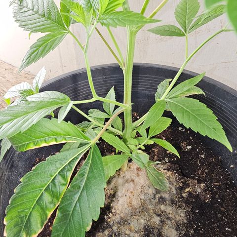 Blue Dream #1 growlog timeline photo
