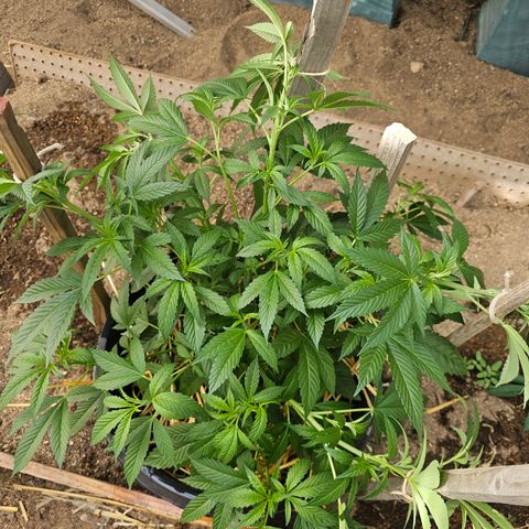 Blue Dream #1 growlog timeline photo