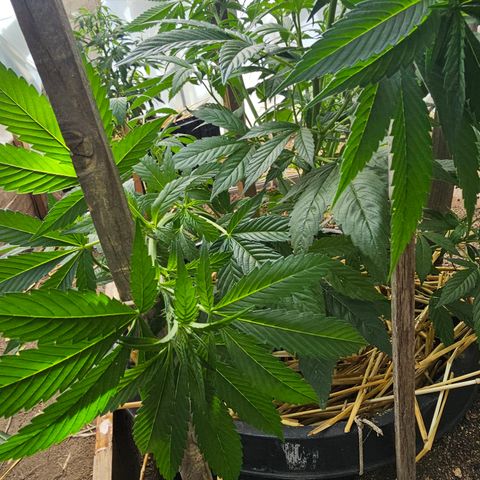 Blue Dream #1 growlog timeline photo