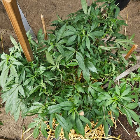 Dessert Runtz growlog timeline photo