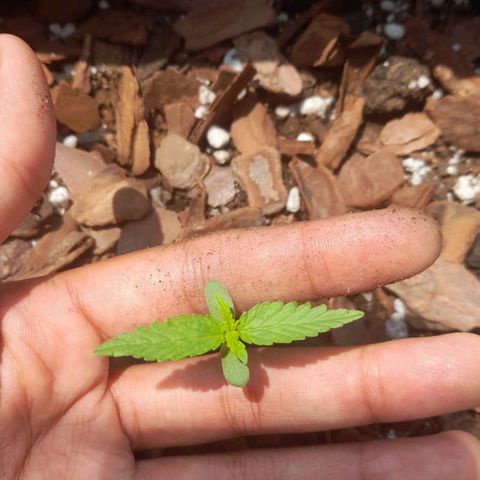 bolha growlog timeline photo