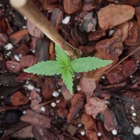 bolha growlog timeline photo