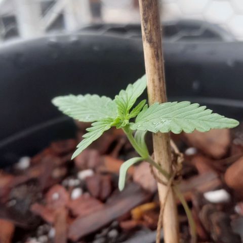 bolha growlog timeline photo