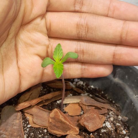 plantinha growlog timeline photo
