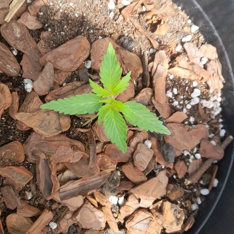 bolha growlog timeline photo