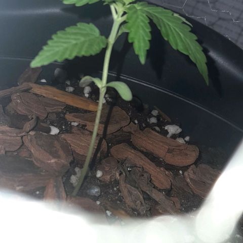 bolha growlog timeline photo