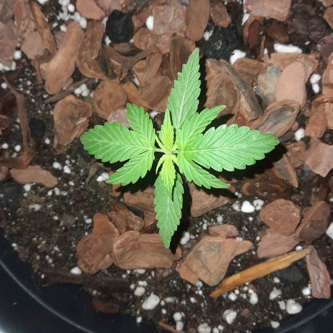 bolha growlog timeline photo