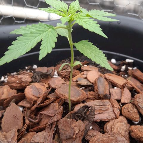 bolha growlog timeline photo
