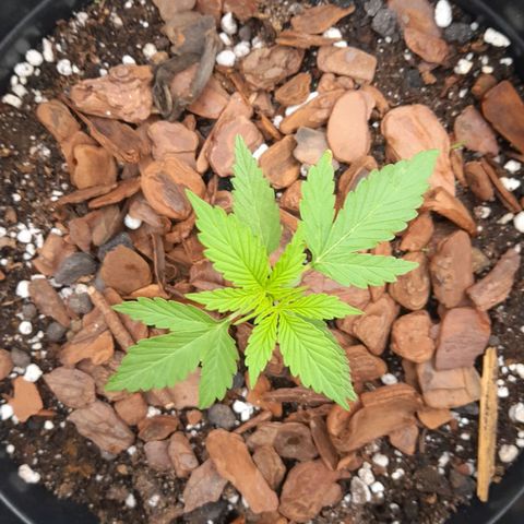 bolha growlog timeline photo