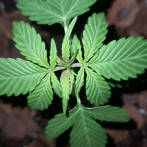 bolha growlog timeline photo