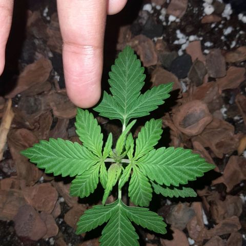 bolha growlog timeline photo