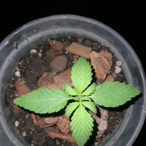 plantinha growlog timeline photo