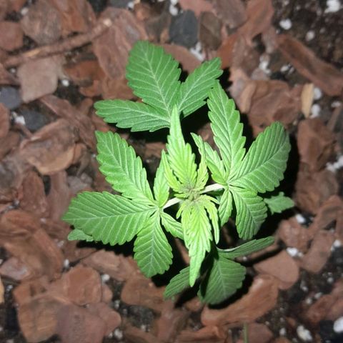 bolha growlog timeline photo