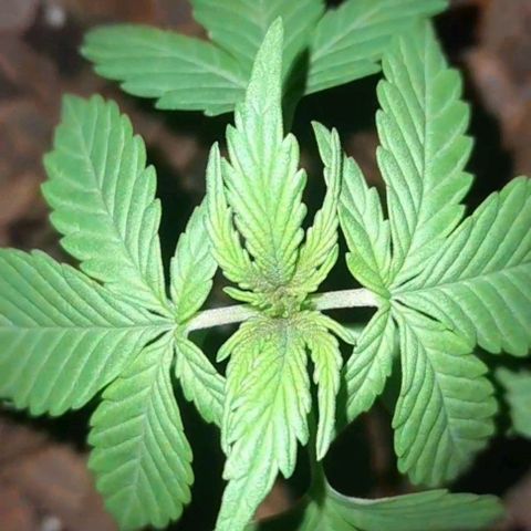 bolha growlog timeline photo