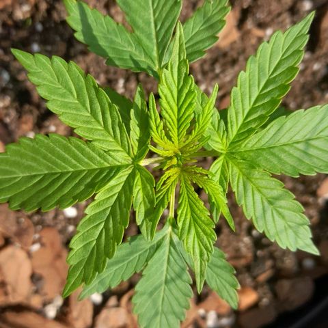 bolha growlog timeline photo