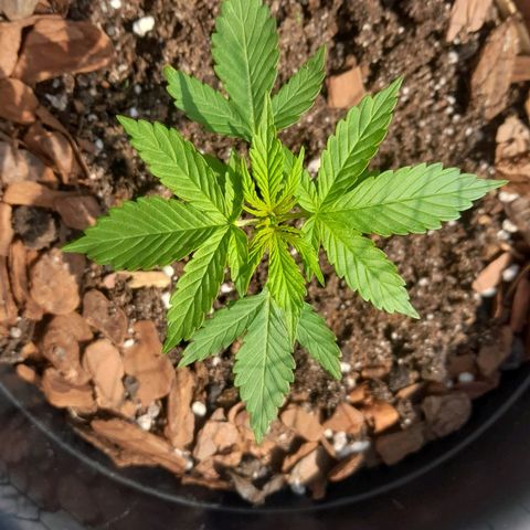 bolha growlog timeline photo