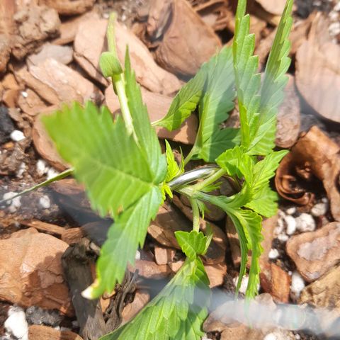 bolha growlog photo: LST