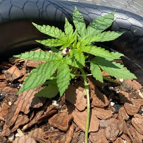 bolha growlog timeline photo