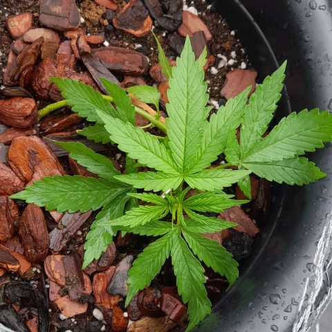 bolha growlog timeline photo