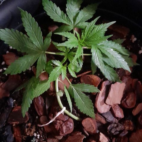 bolha growlog timeline photo
