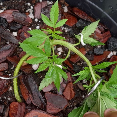 bolha growlog timeline photo