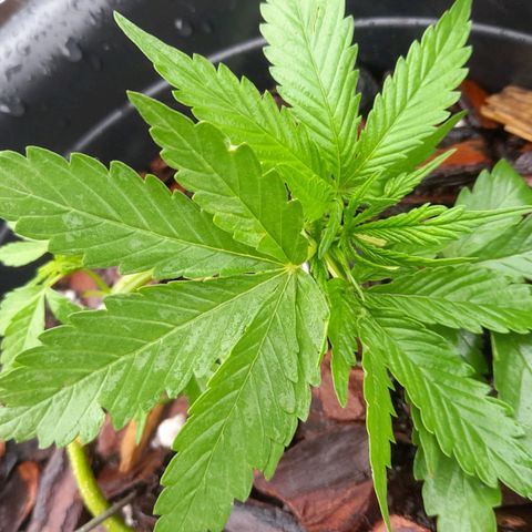bolha growlog timeline photo