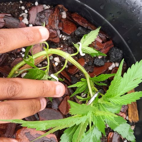 bolha growlog timeline photo