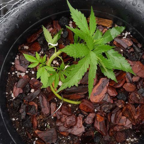 bolha growlog timeline photo