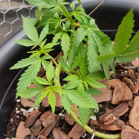bolha growlog photo: tirei o grampo e fiz literalmente uma amarra, e prendi as folhas maiores com uma fita pra nao precisar desfoliar. as folhas estao caidas por excesso de agua, muita chuva por esses dias. nutricionalmente ela esta otima