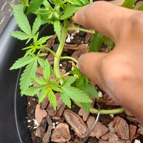bolha growlog photo: tirei o grampo e fiz literalmente uma amarra, e prendi as folhas maiores com uma fita pra nao precisar desfoliar. as folhas estao caidas por excesso de agua, muita chuva por esses dias. nutricionalmente ela esta otima