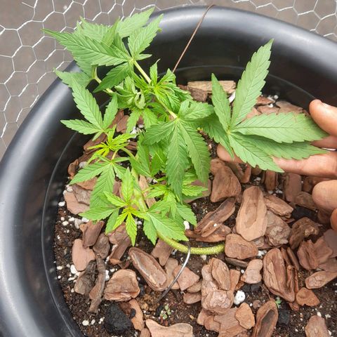 bolha growlog photo: tirei o grampo e fiz literalmente uma amarra, e prendi as folhas maiores com uma fita pra nao precisar desfoliar. as folhas estao caidas por excesso de agua, muita chuva por esses dias. nutricionalmente ela esta otima