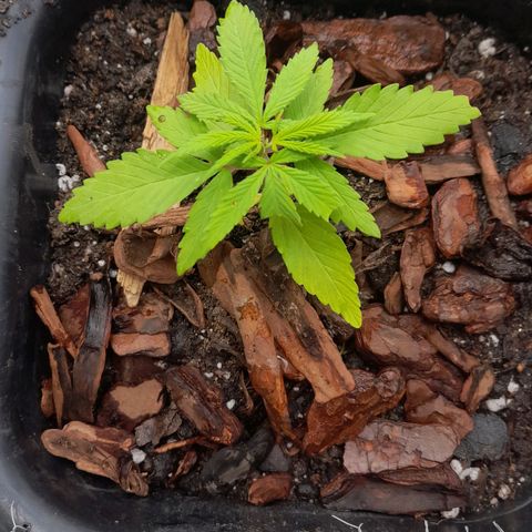 plantinha growlog photo: elas estavam pedindo nutrientes, provávelmente nitrogênio e fósforo. fertilizei, transplantei e fiz poda