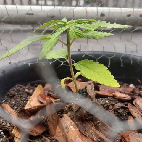 plantinha growlog photo: elas estavam pedindo nutrientes, provávelmente nitrogênio e fósforo. fertilizei, transplantei e fiz poda