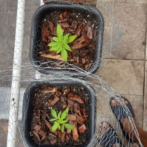 plantinha growlog photo: elas estavam pedindo nutrientes, provávelmente nitrogênio e fósforo. fertilizei, transplantei e fiz poda