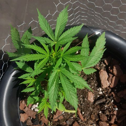 bolha growlog timeline photo
