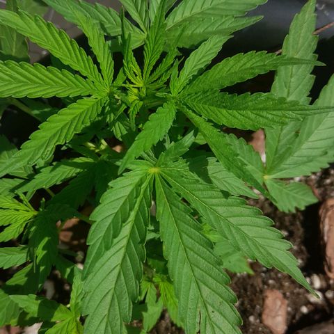 bolha growlog timeline photo